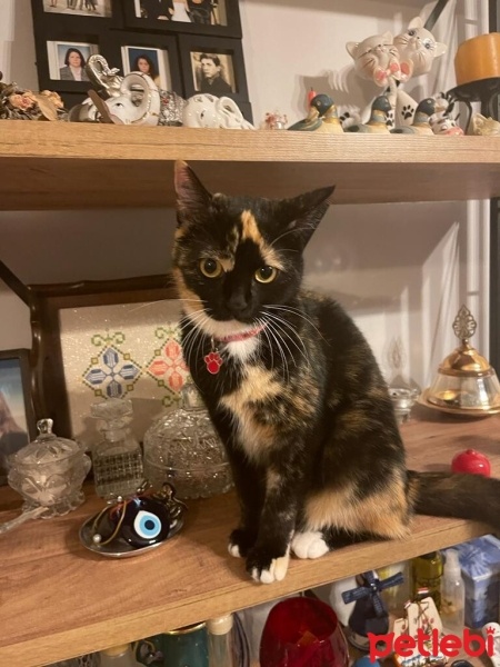 Tekir Kedi, Kedi  DİRHEM fotoğrafı