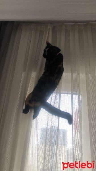 Tekir Kedi, Kedi  DİRHEM fotoğrafı