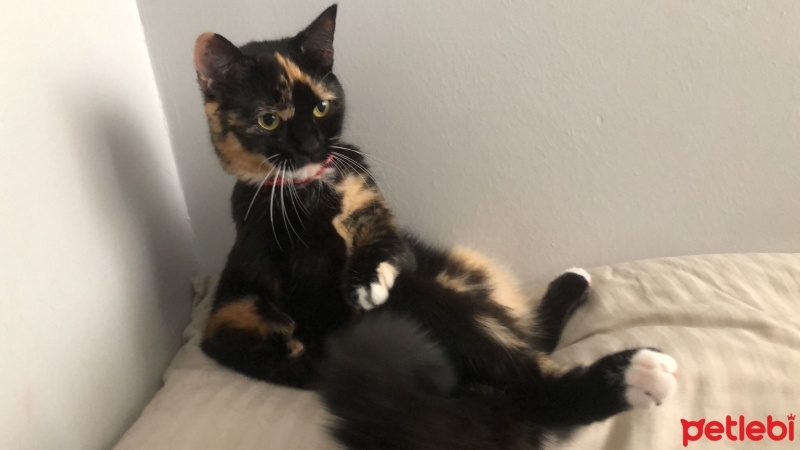 Tekir Kedi, Kedi  DİRHEM fotoğrafı