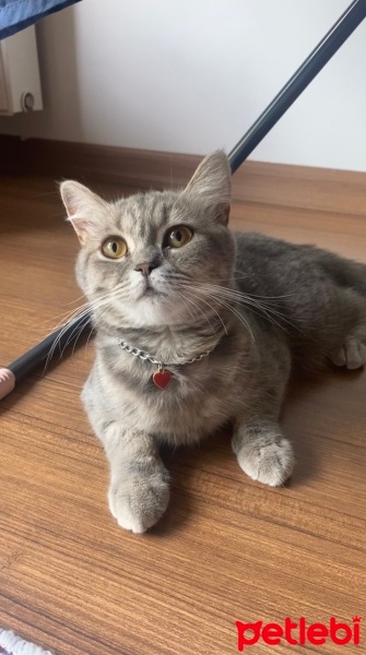 British Shorthair, Kedi  Prenses fotoğrafı
