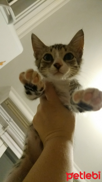 Tekir Kedi, Kedi  Güveç fotoğrafı