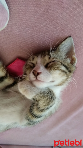 Tekir Kedi, Kedi  Güveç fotoğrafı