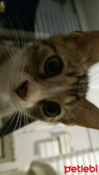 Tekir Kedi, Kedi  Güveç fotoğrafı