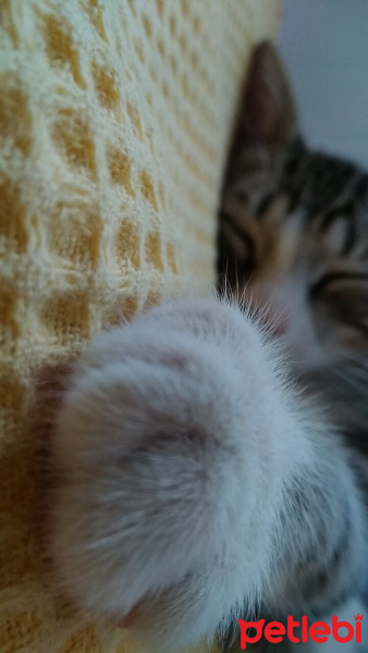 Tekir Kedi, Kedi  Güveç fotoğrafı
