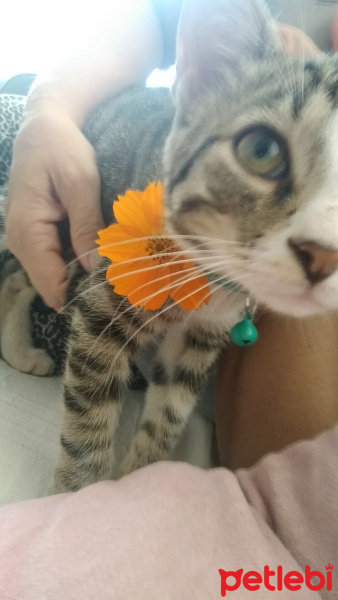 Tekir Kedi, Kedi  Güveç fotoğrafı