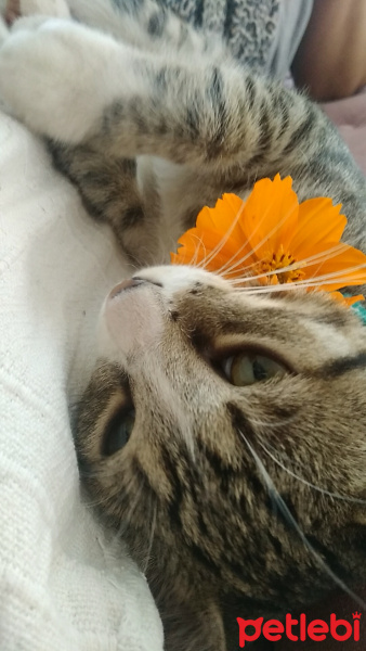 Tekir Kedi, Kedi  Güveç fotoğrafı