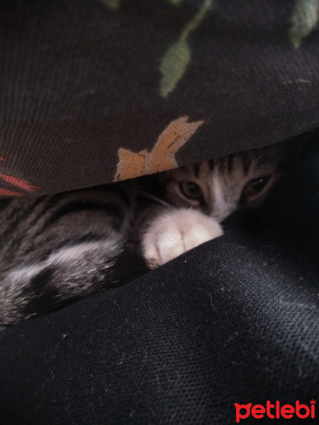 Tekir Kedi, Kedi  Güveç fotoğrafı