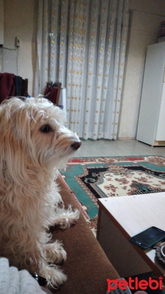 Maltese, Köpek  Linda fotoğrafı