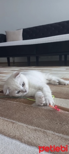 Scottish Fold, Kedi  Şila fotoğrafı