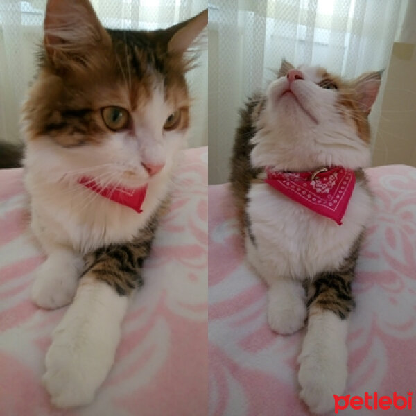 Ankara Kedisi, Kedi  Lili fotoğrafı