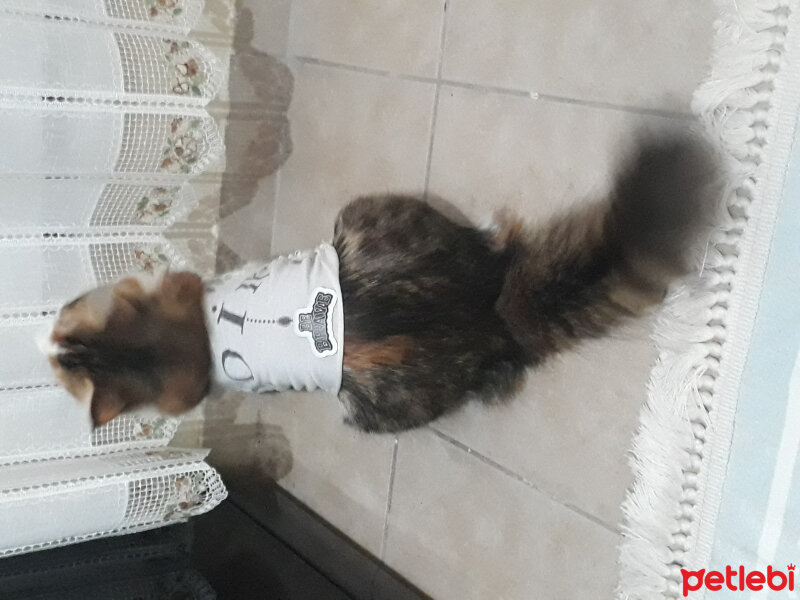 Ankara Kedisi, Kedi  Lili fotoğrafı