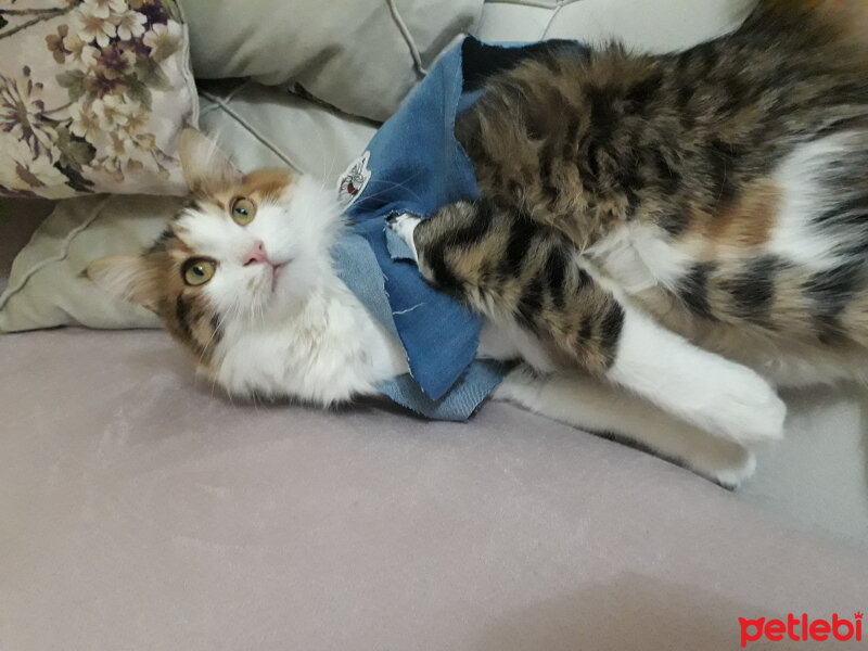 Ankara Kedisi, Kedi  Lili fotoğrafı