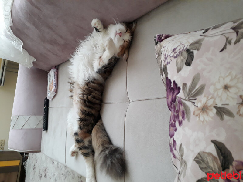 Ankara Kedisi, Kedi  Lili fotoğrafı