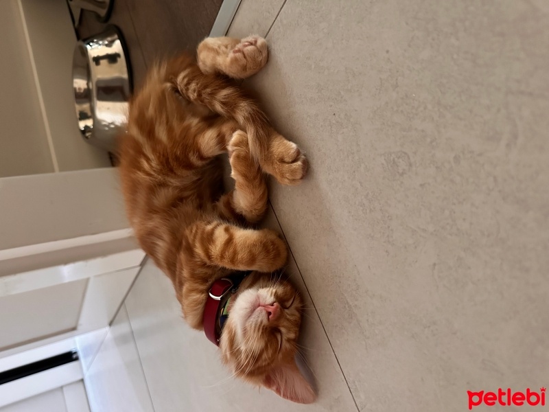 Sarman, Kedi  Behlül fotoğrafı