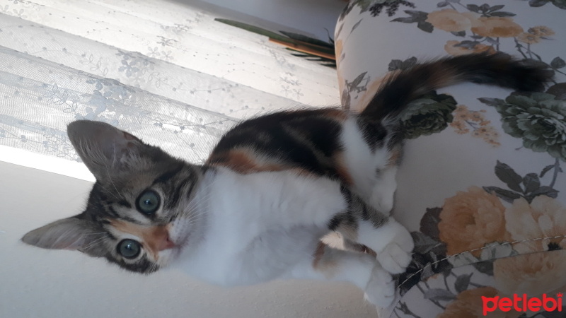 Tekir Kedi, Kedi  Miyu fotoğrafı