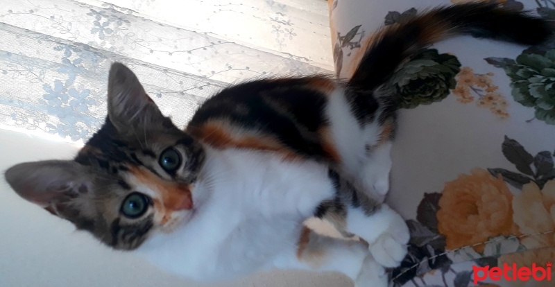 Tekir Kedi, Kedi  Miyu fotoğrafı