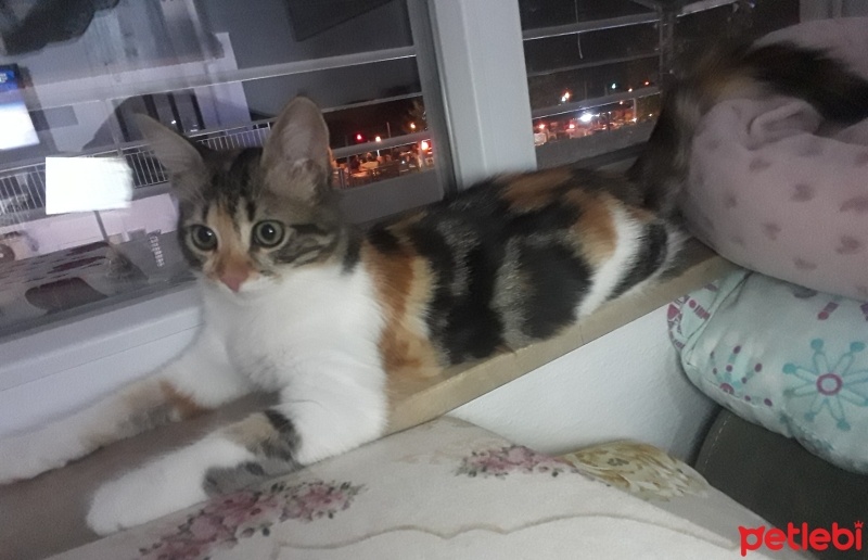 Tekir Kedi, Kedi  Miyu fotoğrafı