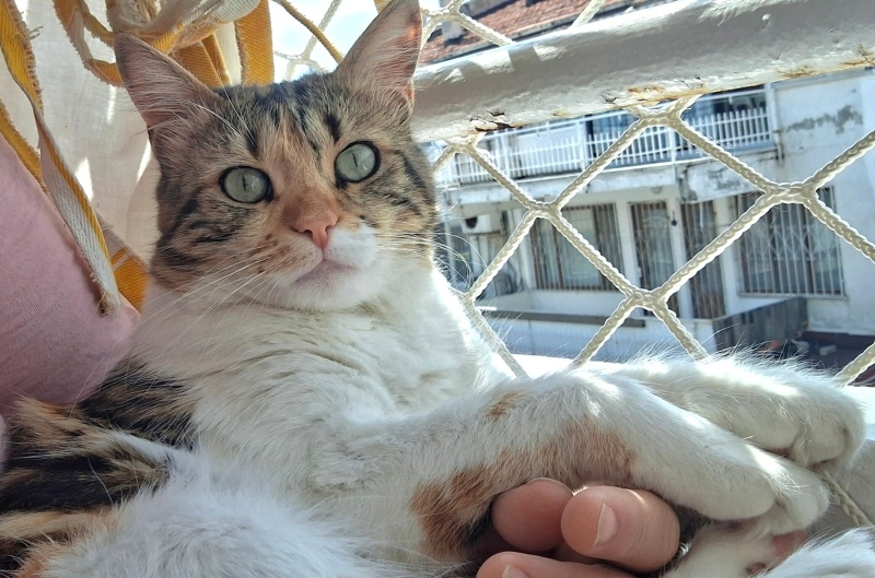 Tekir Kedi, Kedi  Miyu fotoğrafı