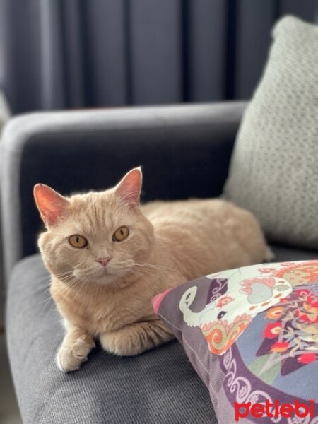 British Shorthair, Kedi  SheRa fotoğrafı