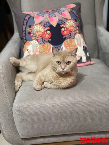 British Shorthair, Kedi  SheRa fotoğrafı