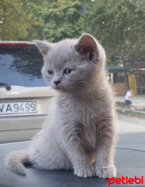 British Shorthair, Kedi  Şila fotoğrafı