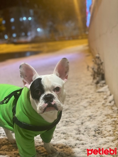 Fransız Bulldog, Köpek  Yoda fotoğrafı
