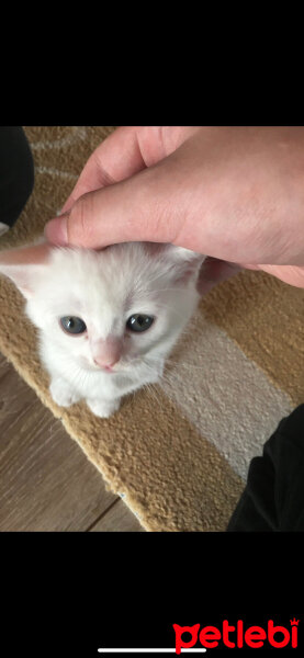 British Shorthair, Kedi  pablo fotoğrafı