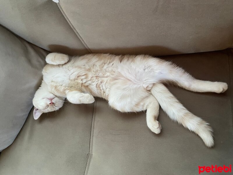 British Shorthair, Kedi  paşa fotoğrafı