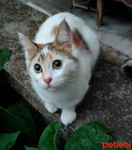 Tekir Kedi, Kedi  Badem fotoğrafı