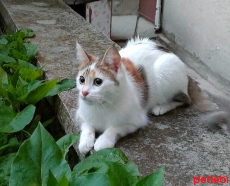 Tekir Kedi, Kedi  Badem fotoğrafı