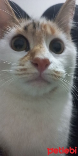 Tekir Kedi, Kedi  Badem fotoğrafı
