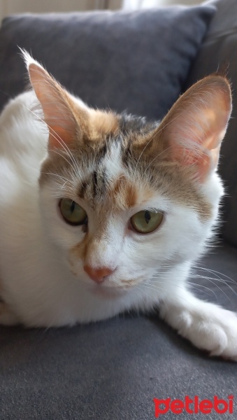 Tekir Kedi, Kedi  Badem fotoğrafı