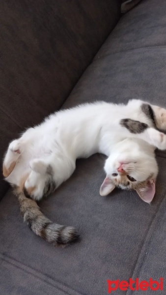 Tekir Kedi, Kedi  Badem fotoğrafı