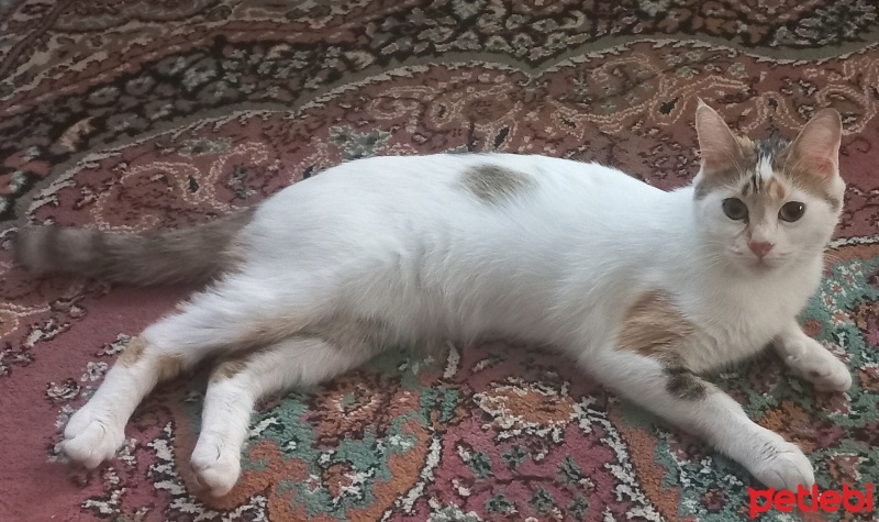 Tekir Kedi, Kedi  Badem fotoğrafı