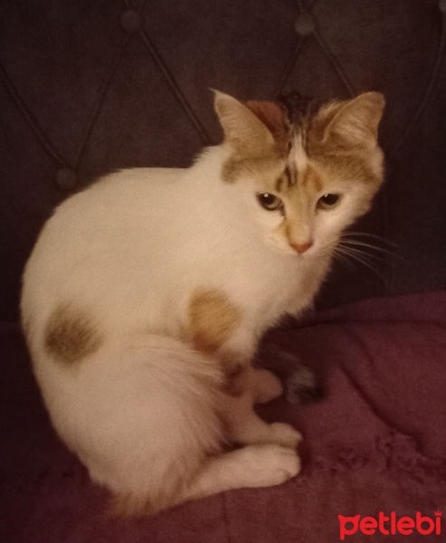 Tekir Kedi, Kedi  Badem fotoğrafı