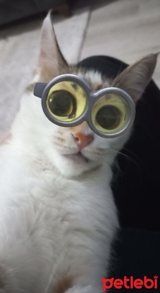 Tekir Kedi, Kedi  Badem fotoğrafı