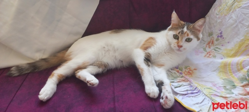 Tekir Kedi, Kedi  Badem fotoğrafı