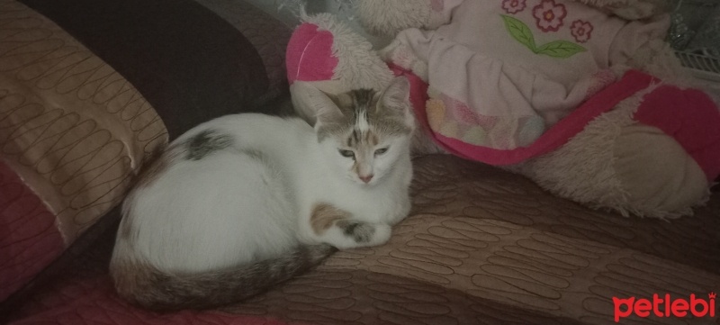 Tekir Kedi, Kedi  Badem fotoğrafı