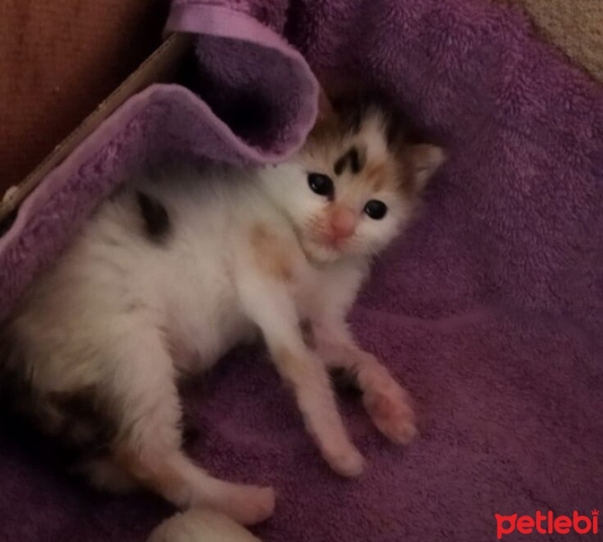 Tekir Kedi, Kedi  Badem fotoğrafı