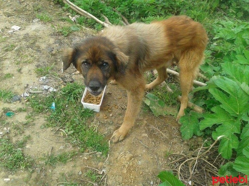 Pointer, Köpek  Roksy fotoğrafı