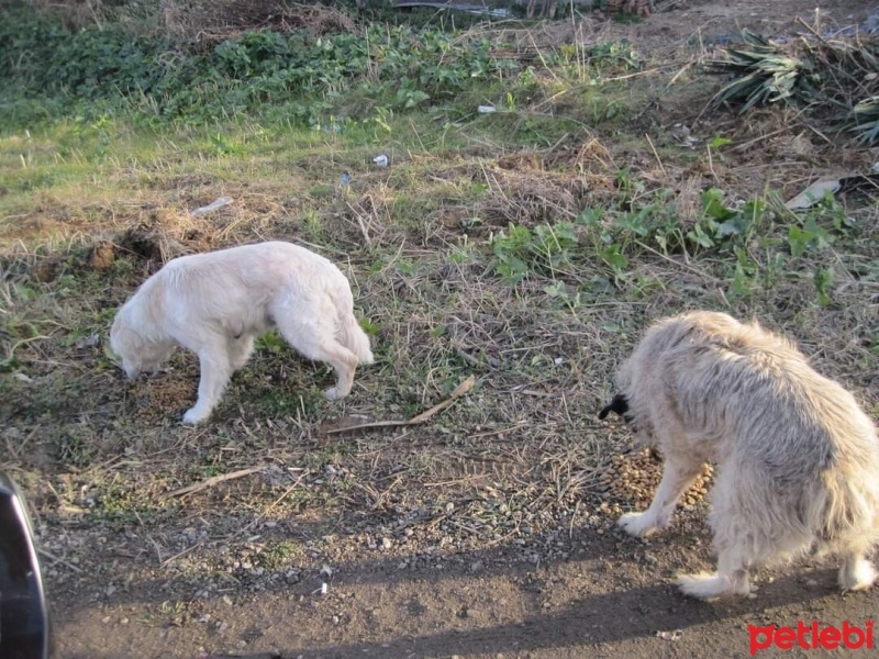 Pointer, Köpek  Roksy fotoğrafı