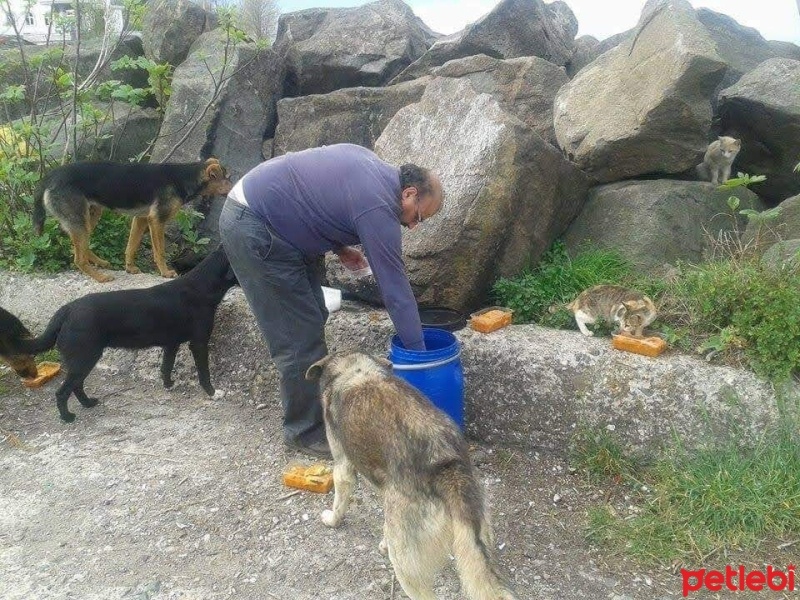 Pointer, Köpek  Roksy fotoğrafı