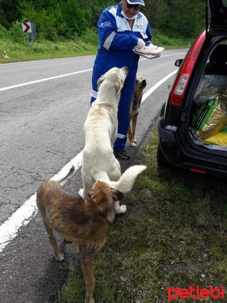 Pointer, Köpek  Roksy fotoğrafı