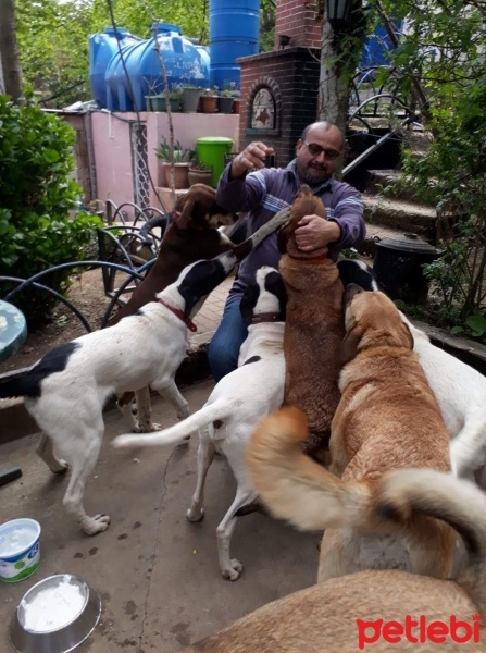 Pointer, Köpek  Roksy fotoğrafı