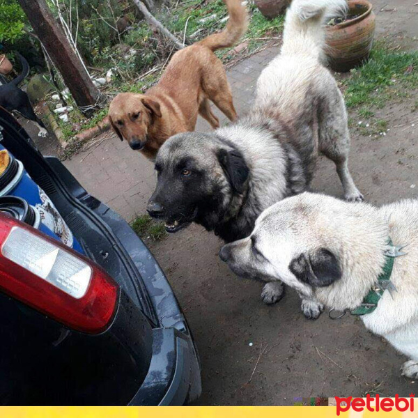 Pointer, Köpek  Roksy fotoğrafı