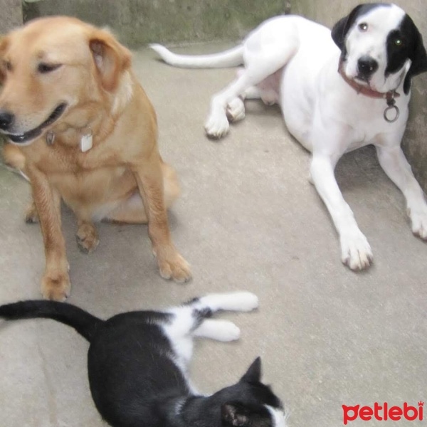 Pointer, Köpek  Roksy fotoğrafı