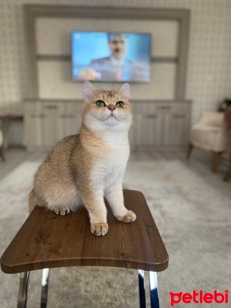 British Shorthair, Kedi  Mişa fotoğrafı