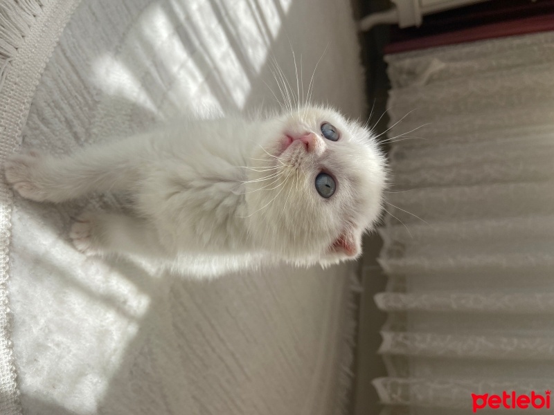 Scottish Fold, Kedi  Miya fotoğrafı
