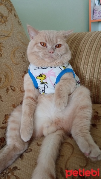British Shorthair, Kedi  Şeker fotoğrafı