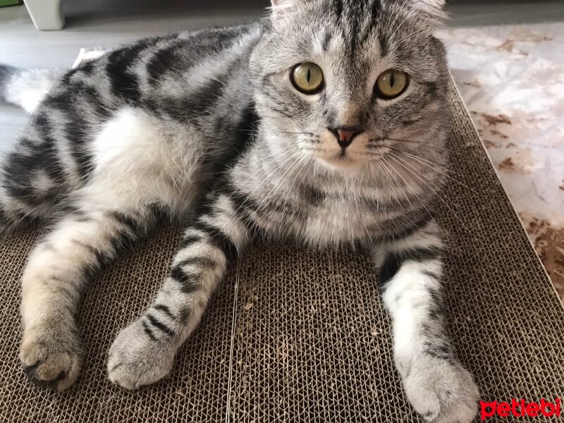 Scottish Fold, Kedi  Çakıl fotoğrafı